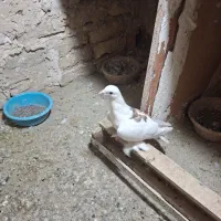 کفتر
