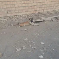 سگ سرابی|سگ|یامچی, |دیوار