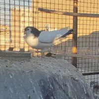 دوتا کفتر خال سرخ و سیاه