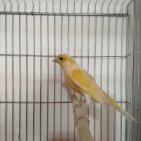 قناری نر دهن زن و ماده اماده|پرنده|شیراز, ده پیاله|دیوار