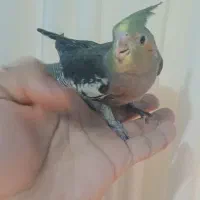 عروس هلندی|پرنده|انبارآلوم, |دیوار