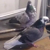 دوتا کفتر. پرشی|پرنده|قم, قم نو|دیوار