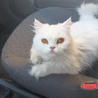 گربه پرشین