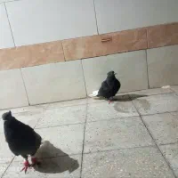 جفت کبوتر زاغ دم سفید