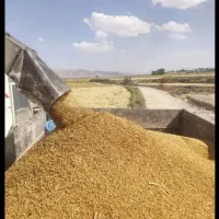 برنج ایرانی عنبربو کامفیروزی و چمپا و خرما کالابرگ