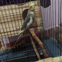 پرنده|پرنده|قلعه نو, |دیوار