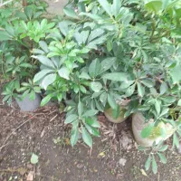 گلهای مقاوم