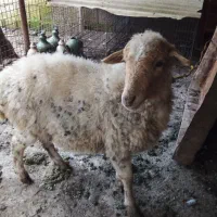 گوسفندسالم محلی