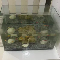 اکواریوم