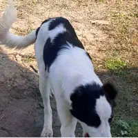 واگذری سگ نر قهدر جون و کانگال رایگان