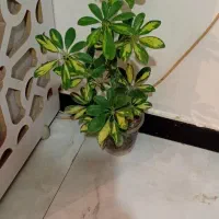 تلفن نیست|تلفن رومیزی|خرمآباد, |دیوار