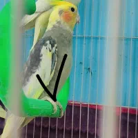 عروس هلندی
