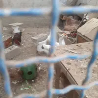 فروش یامعاوضه بامرغ محلی