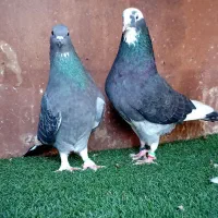 کبوتر    بندرگز