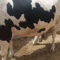 گاو