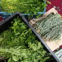 فروش سبزی به قیمت مناسب