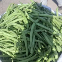 لوبیا سبز