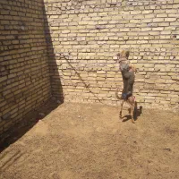 سگ نگهبان|سگ|نهاوند, |دیوار