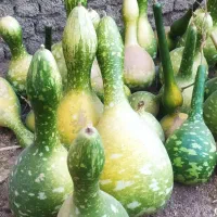 کدو قلیانی تزئینی|گل و گیاه طبیعی|گندمان, |دیوار