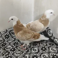 کبوتر استثنایی درجه یک