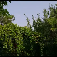 اجاره جهت مسافر یا فروش خانه باغ مبله