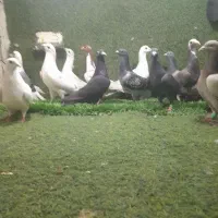 هیجده ماده هوای بزن شب روزنده