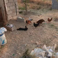 فروش خروس اصیل کردی|حیوانات مزرعه|جوانرود, |دیوار