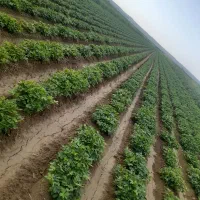 یک-هکتار-دراولتان