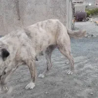 سگ‌ماده