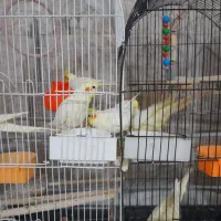 جوجه عروس هلندی