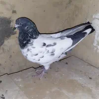 کبوتر پرشی 4طوق|پرنده|ابهر, |دیوار