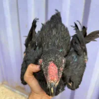 جوجه لاری طوسی مشکی یدست قورتاج نوک طوطی|حیوانات مزرعه|تهران, آذربایجان|دیوار