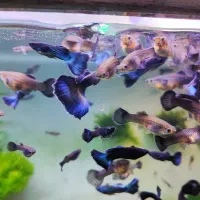 گوپی بلو مسکو|ماهی|تهران, استخر|دیوار