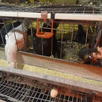 قفس منبری