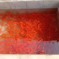 ماهی قرمز|ماهی|کومله, |دیوار