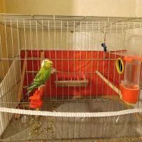 یک جفت مرغ عشق