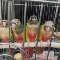 فروش جوجه گرینچیک ۳ ماهه