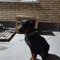 سگ روتوایلر