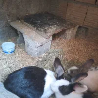 خرگوش|موش و خرگوش|گرگان, |دیوار