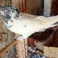 کفتر کل پیس کاکلی چاقچول مست|پرنده|قم, شاه ابراهیم|دیوار