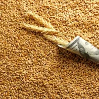 جویای کار کشاورزی و باغداری یا پرواربندی گوسفند