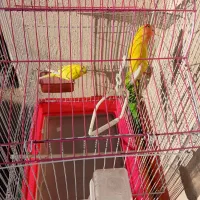 جفت مرغ عشق با قفس