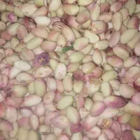 پسته ی تازه درجه یک