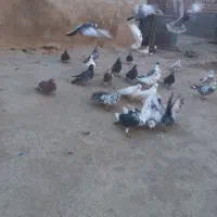 کبوتر پرشتی