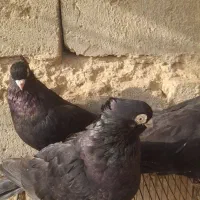 صرب|پرنده|لیلان, |دیوار