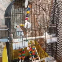 پرنده عروس هلندی|پرنده|ملایر, |دیوار