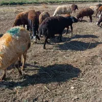 یک عدد قوچ قره قزل صل به فروش میرسد|حیوانات مزرعه|زرین دشت (همدان), |دیوار