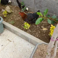 فروش مرغ و خروس لهستانی