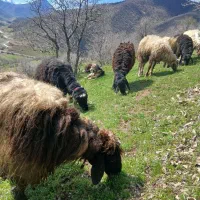 گوسفند کرایه میخوام