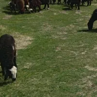 بره نره سبک وزن مهربانی سالم